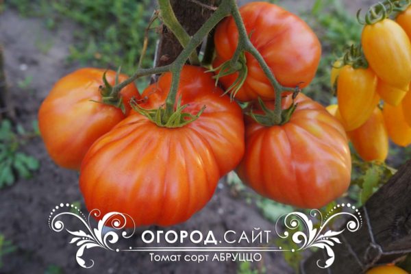 самые урожайные сорта томатов | ОГОРОД.сайт